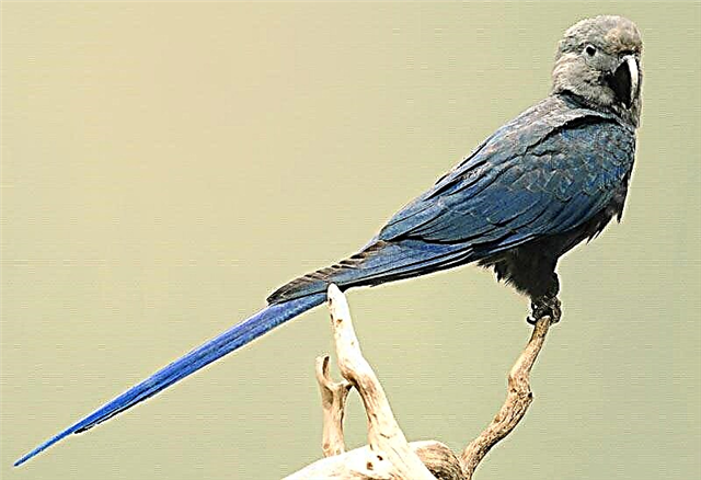 Macaw Blu (Latin Cyanopsitta spixii)