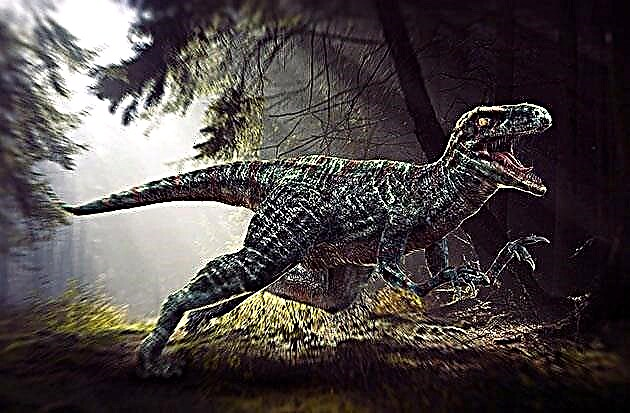 Velociraptor (lat. Vococaptor)