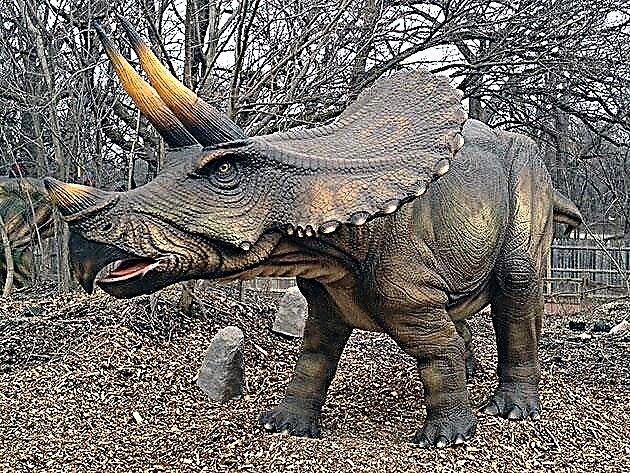 Triceratops (ලතින් Triceratops)