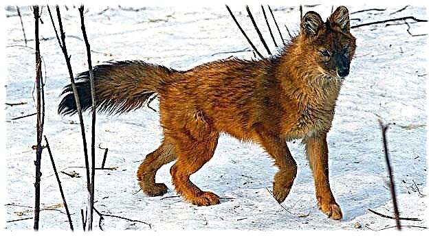წითელი მგელი - ცხოველი წითელი წიგნიდან
