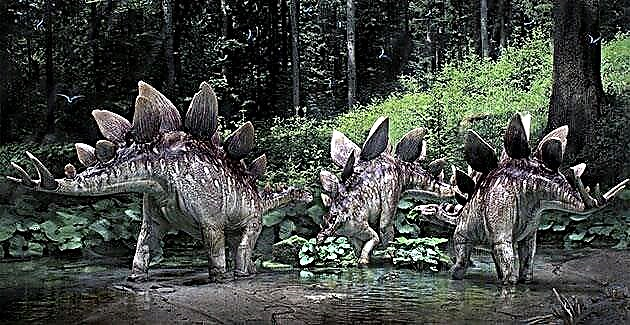 Stegosaurus (Latin Stegosaurus)