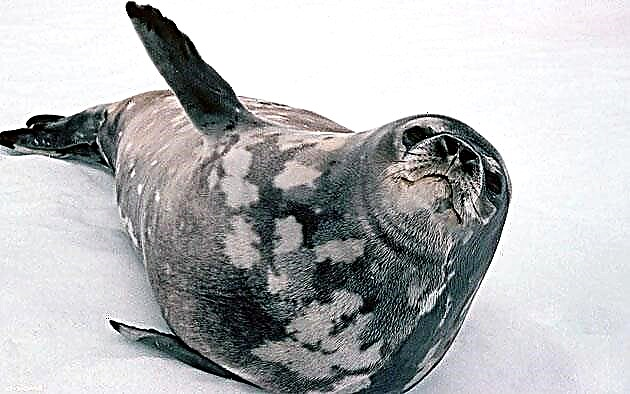 Seals (lat. Pusa)