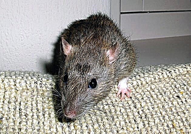 Rat (lat Rattus)