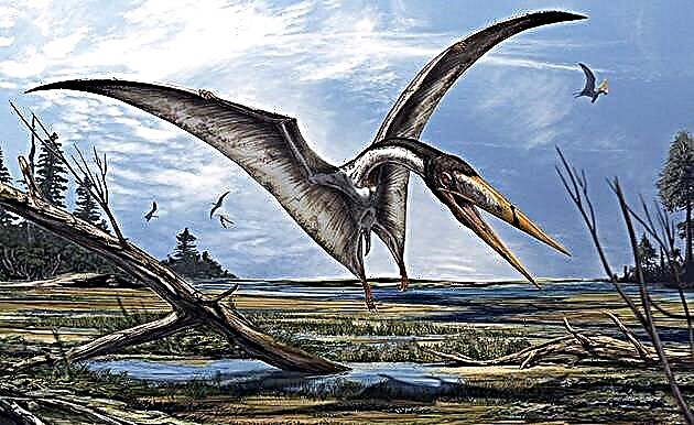Pterodattil (Latin Pterodactylus)