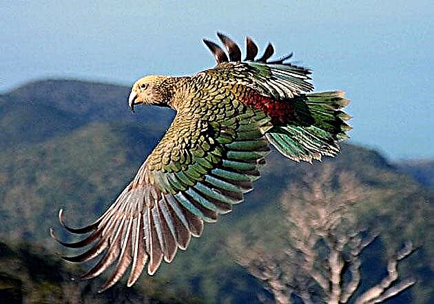 Parrot kea