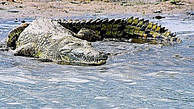 Kenyan Nile crocodile