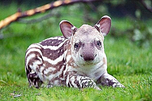 Ma tapirs (Latin tapirus)