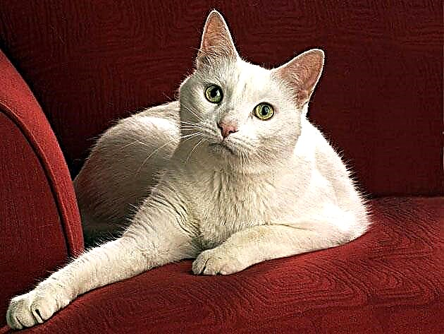 Anatolska mačka