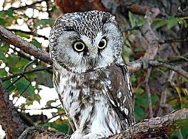 Owl zwazo