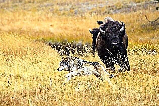 Bison neu bison Americanaidd