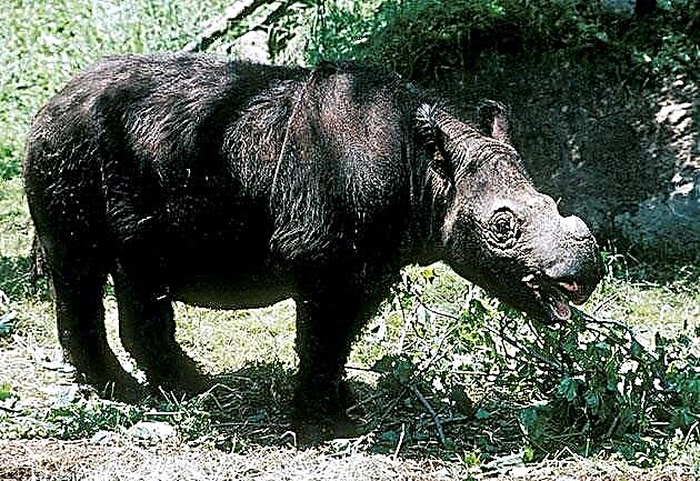 Rhinos (lat.Rhinocerotidae)
