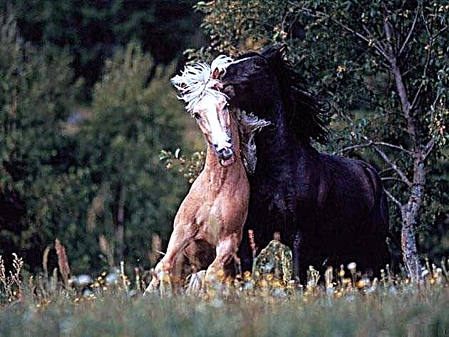 Mustang é un cabalo salvaxe