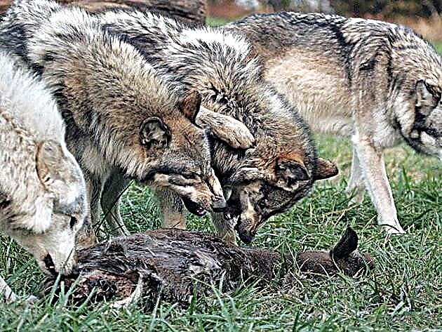 Šta jedu vukovi