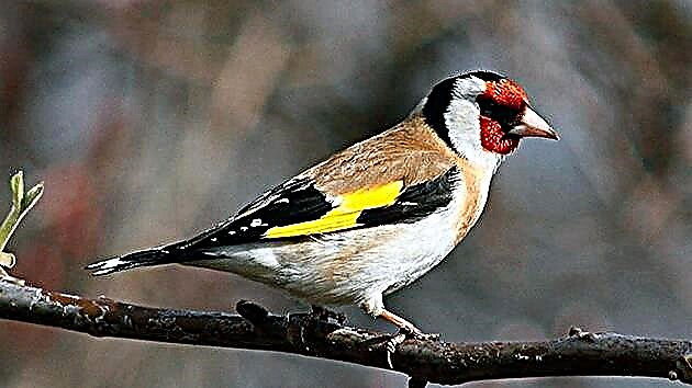 Għasafar Goldfinch