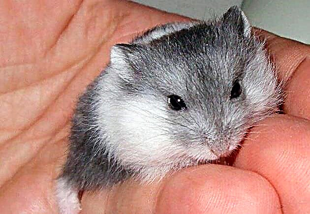 Hamster ti Campbell