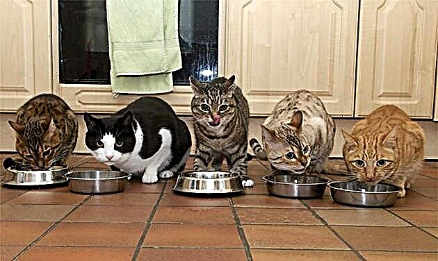 Može li se mački dati sirovo meso?