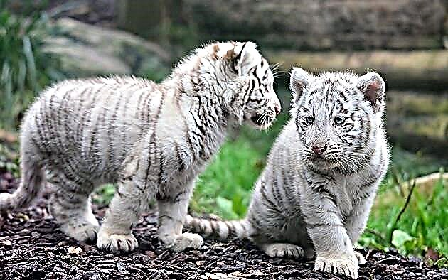 Macan putih