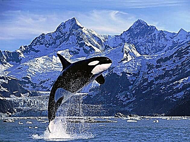 Whale sa mamumuno (Latin Orcinus orca)