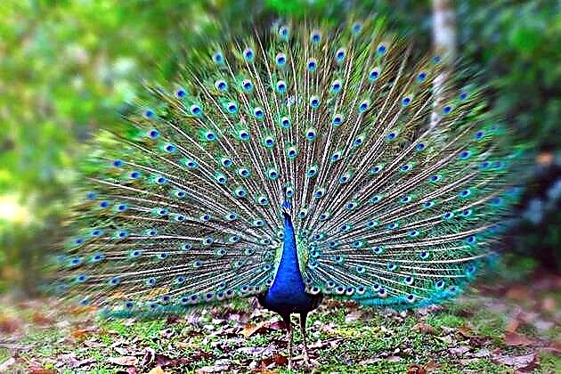 Peacocks (lat. Pavo Linnaeus)