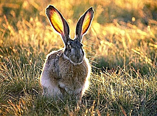 Hares (lat.Lepus)
