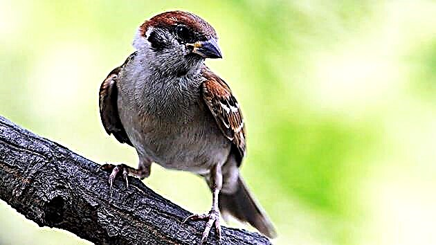 Sparrow zogu