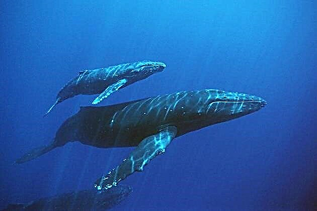 Baleen သို့မဟုတ်သွားမရှိသောဝေလငါးများ