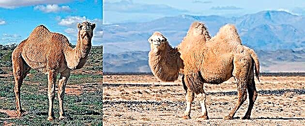 Kamele (lat.Camelus)
