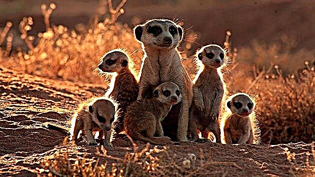Meerkats (lat.Suricata)