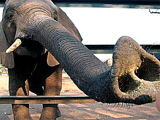 Firwat brauch en Elefant en Trunk