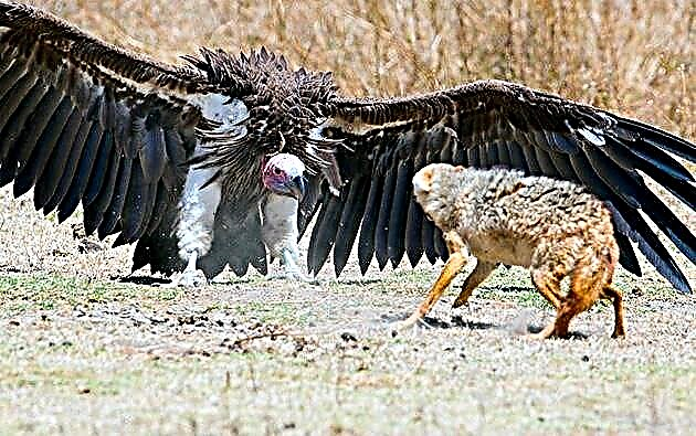 Birdvulturo (vulturo)