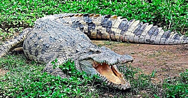 Crocodeiliaid (lat.Crocodilia)