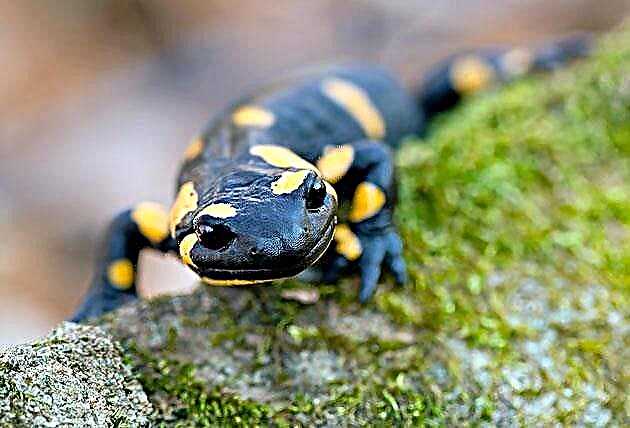 Ma Salamanders (Sаlаmаndra)