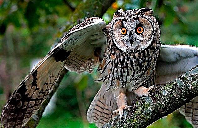 Noog owl