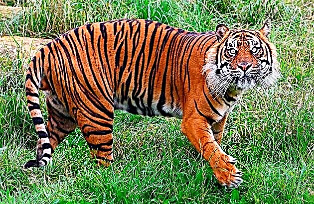 Floret Silva (Latine panthera tigris)
