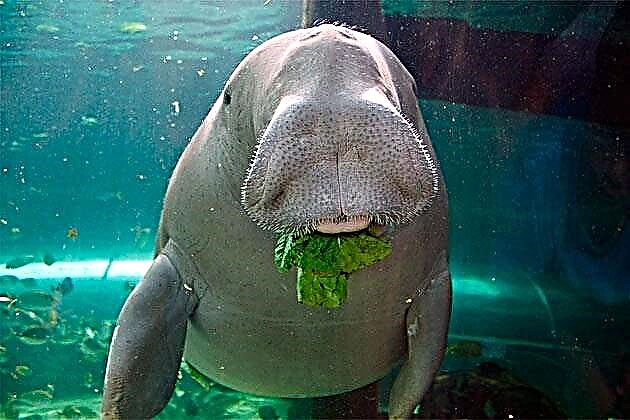 Դուգոնգ (լատ. Dugong dugon)