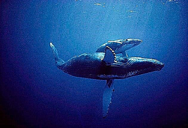 Kitovi su morska čudovišta