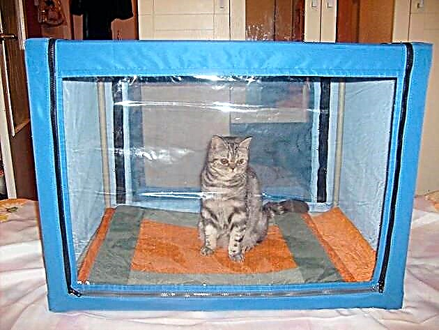 Tenda Kucing Nampilake