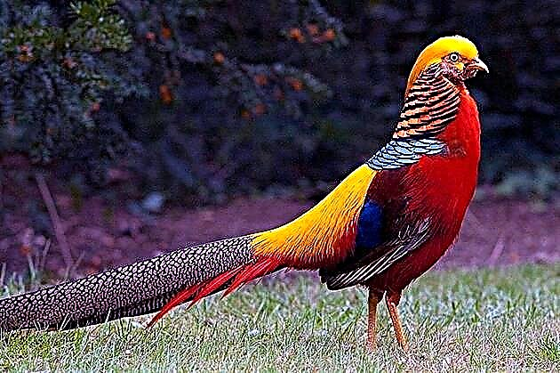 Pheasant bird
