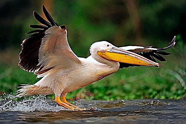 Pelicans (lat na Relesanus)