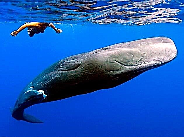 Whale sperm (Physeter macrocephalus)