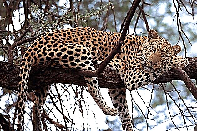 Leopard (lat. Pantera pardus)
