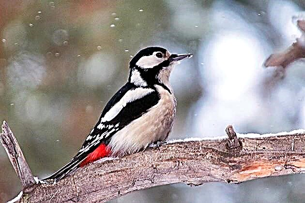 Great Spotted Woodpecker (Dendrocoros major)