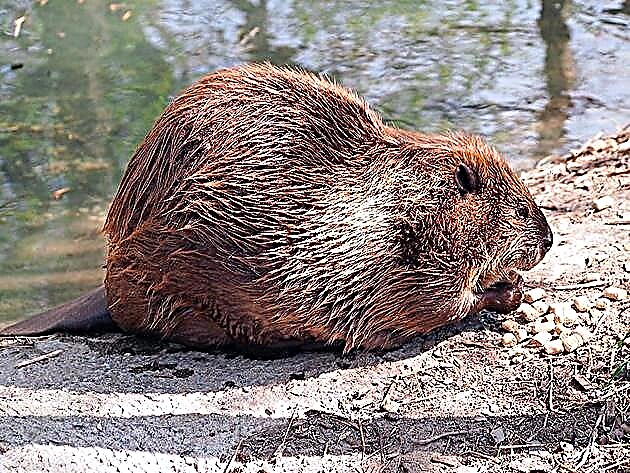 Beaver na Kanada (Castor canadensis)