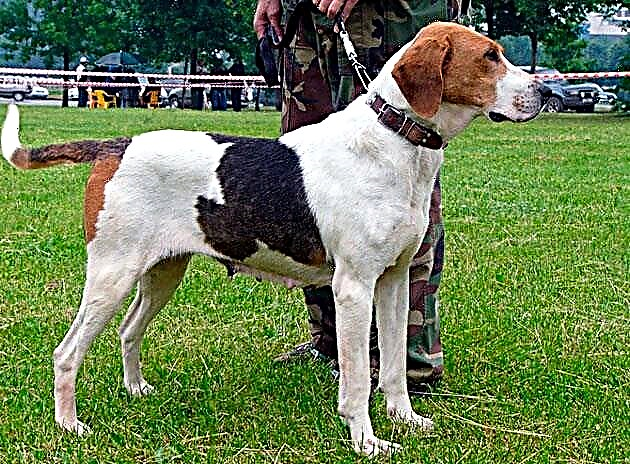 Russia piebald hound