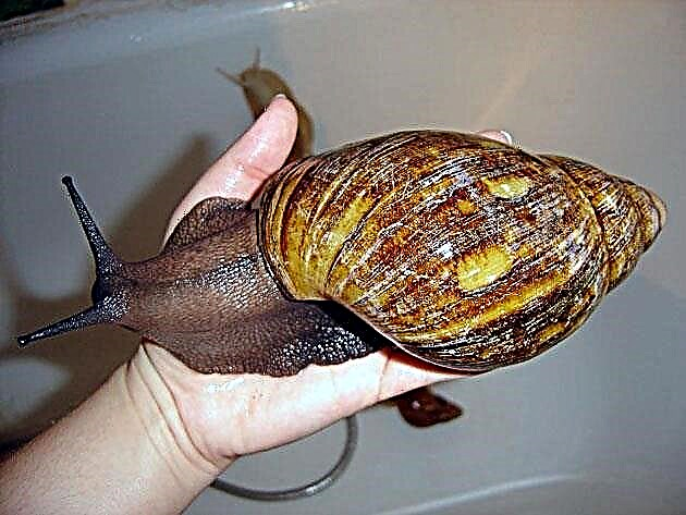 Ang sulud sa snail sa Achatina
