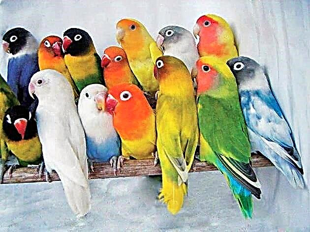 Lovebird попугаялары