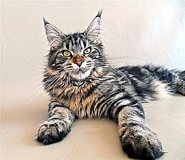 Cantos anos viven Maine Coons