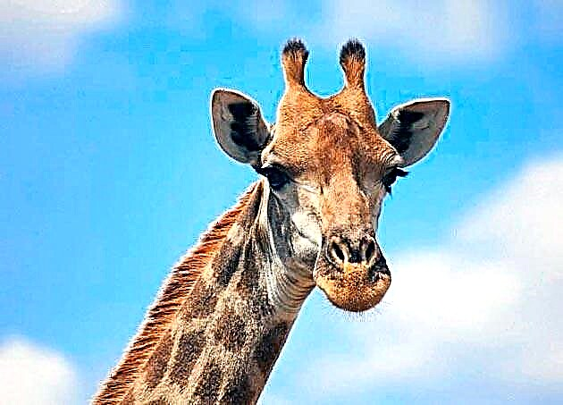 Sioráf (Giraffa camelopardalis)