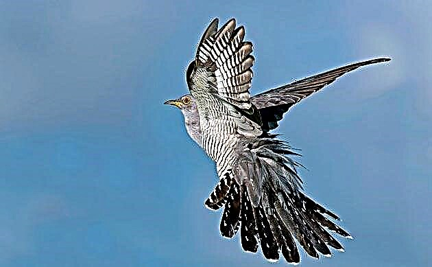 Cuckoo (Latin Susulus)