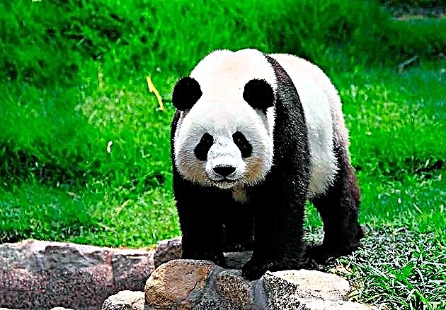 Panda an hirçê bamboo